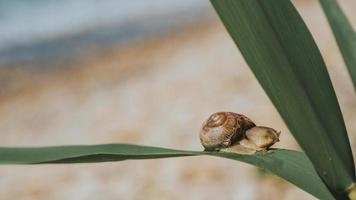 Caracol grande con concha arrastrándose sobre la hierba o caña de maíz, día de verano en el jardín. primer plano de un caracol sobre una hoja verde. fondo de pantalla. alta calidad foto