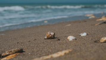 Beautiful Seashells And Sea Stones In The sand on the Sea Coast. Sea Waves On The Shore. Summer Concept. Wallpaper. High Quality photo