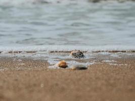 Beautiful Seashells In The Sand On The Sea Coast Or Ocean. Sea Foam On Sea Shells. Summer Concept. Wallpaper. High Quality photo