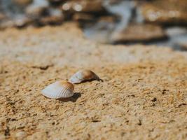 Two seashells in love on the sea stone on a sunny day. Two colorful shells. Summer Concept. Wallpaper. High Quality