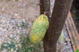 mazorcas de cacao frescas del árbol del cacao foto