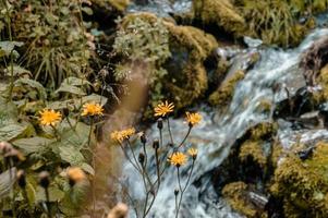 río en las montañas foto