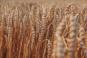 Background of ripening ears of wheat. Harvest and food concept.