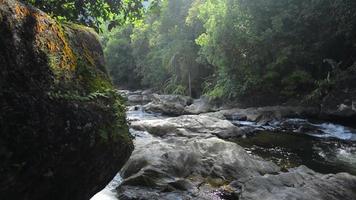 reveladora toma panorámica de un arroyo que fluye a través de las rocas entre las plantas verdes bajo la luz del sol. video