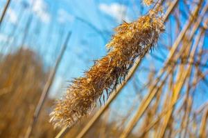 Reed dry on the river. photo