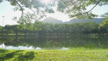 hermosos paisajes en un parque público con estanque natural rodeado de exuberantes plantas de follaje bajo la luz del sol de la mañana. video