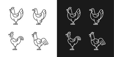 iconos lineales de razas de pollo para modo oscuro y claro. gallina brahma. pollo de Transilvania. gallina y gallo. símbolos de línea fina personalizables. ilustraciones de contorno de vector aislado. trazo editable