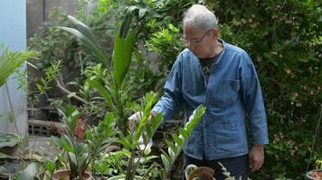 lachende oudere man die de planten water geeft met een spuitfles in de achtertuin. video
