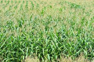 Campo de maíz verde, mazorcas de maíz en el campo de maíz en la agricultura de plantación asiática