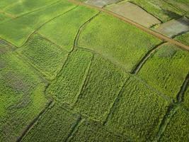 Aerial view field environment forest nature agricultural farm background, Texture of green tree top view rice field from above photo