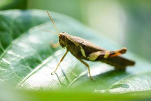 Brown grasshopper on green leaf nature background, insect macro grasshopper leaves
