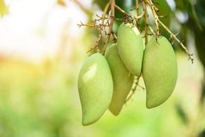 raw mango hanging on tree with leaf background in summer fruit garden orchard, green mango tree photo