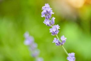 Lavender flower bloom in the lavender fields flower garden background, Close up purple flowers photo