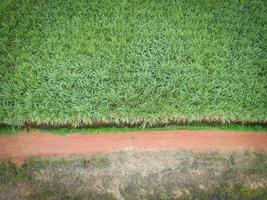 Aerial view sugarcane field nature plant agricultural farm background, top view sugar cane field from above with agricultural parcels of green crops photo