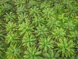 Aerial view of the palm tree green fields nature agricultural farm background, top view palm leaves from above of crops in green, Bird's eye view tropical tree plant photo