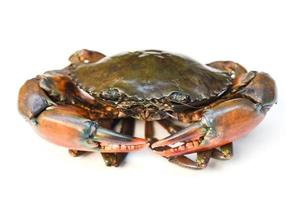 Crab isolated on white background, Fresh seafood serrated mud crab. photo