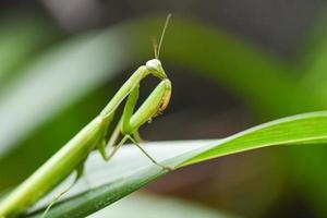 Green grasshopper - Female european Mantis or Praying Mantis religiosa on leaf on nature