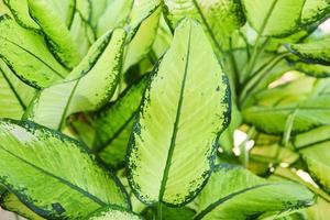 Green leaf ornamental plant in the garden home - Chinese Evergreen leaves photo