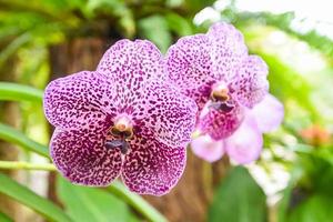 Vanda orchid with leaves background - beautiful orchid flower purple in the nature farm nursery plant photo