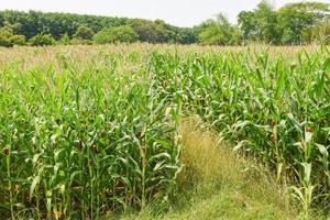 Campo de maíz verde, mazorcas de maíz en el campo de maíz en la agricultura de plantación asiática
