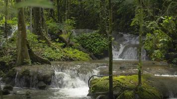 La corriente de agua fluye desde la cascada sobre las rocas a través de plantas verdes en el bosque. video