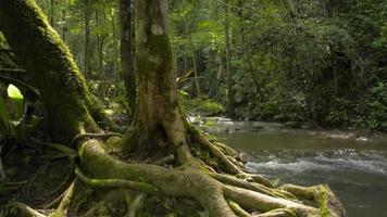 Un gran árbol crece en el bosque cerca de un arroyo bajo la luz del sol. video