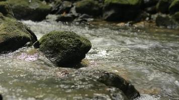 corriente de agua dulce que fluye sobre las rocas cubiertas de musgo en el bosque tropical. video