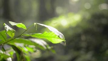 cerrar hojas verdes meciéndose con el viento bajo la cálida luz del sol de la mañana en el bosque tropical. video