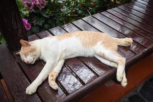 Gato durmiendo jengibre en la mesa de madera - gato marrón blanco foto