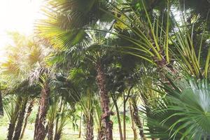 tropical palm tree in the palm garden agriculture asia in summer photo