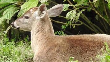 A white tailed deer in a zoo environment video