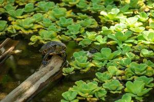 tortuga en la región amazónica foto