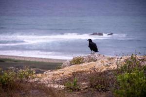 Buzzard on cliff photo