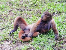 Chorongo Monkey, Amazonia, Ecuador photo