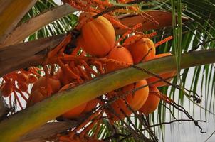 Coconuts on the tree photo