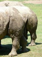 Rhinoceros eating grass photo