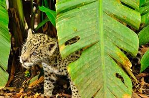 A young jaguar in the grass photo