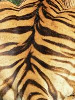 un patrón de tigres foto