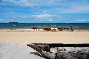 vacas en la playa foto