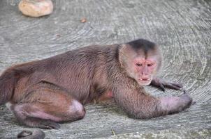 A monkey on the ground photo