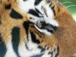 Close up of the eye of a tiger photo