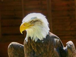 águila calva americana foto