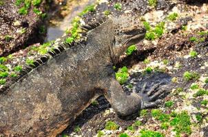 Marine Iguana, Ecuador photo