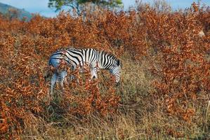 A zebra eating photo