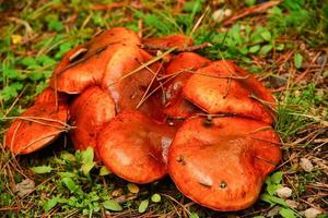 Large funghi on the forest floor photo