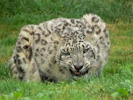 leopardo de las nieves en un entorno de zoológico