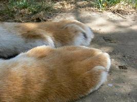 View of tiger paws photo