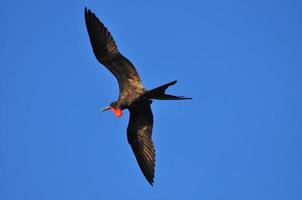 Flying frigatebird, Ecuador photo