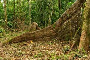 árbol de ceiba gigante foto