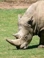 Rhinoceros eating grass photo